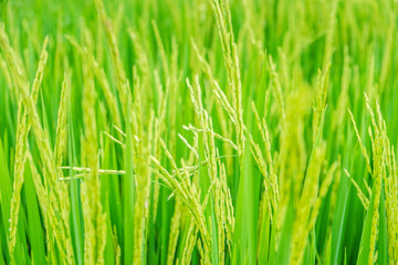 Close up beautiful view of agriculture green rice field landscape background, Thailand. Paddy farm plant peaceful. Environment harvest cereal.