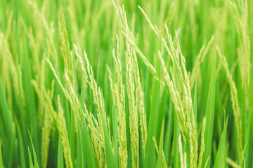Naklejka na ściany i meble Close up beautiful view of agriculture green rice field landscape background, Thailand. Paddy farm plant peaceful. Environment harvest cereal. 