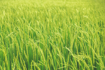 Close up beautiful view of agriculture green rice field landscape background, Thailand. Paddy farm plant peaceful. Environment harvest cereal. 
