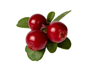 Lingonberry berries with leaves isolated on white background