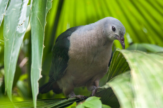 A  Juvenile Pacific imperial pigeon (Ducula pacifica) is a widespread species of pigeon in the family Columbidae.
Its natural habitats are tropical moist lowland forests on smaller islands.