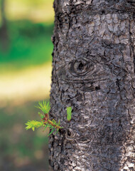 Obraz premium new bud on the tree