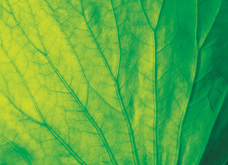 Naklejka na ściany i meble green leaf veins