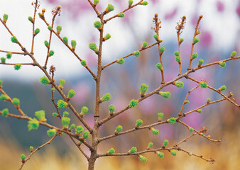 new bud on the tree