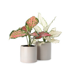 Beautiful Aglaonema plants in flowerpots isolated on white. House decor