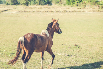 Horse on nature background.