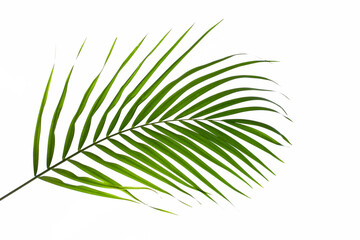leaves of palm isolated on white background, summer concept, flat lay