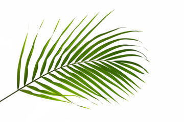 Obraz premium leaves of palm isolated on white background, summer concept, flat lay