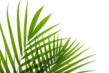 leaves of palm isolated on white background, summer concept, flat lay