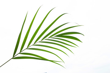 leaves of palm isolated on white background, summer concept, flat lay