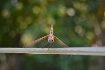 dragonfly