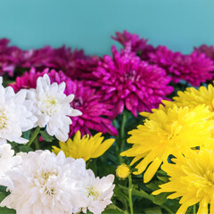 Granddess, mix of chrysanthemums, close-up in dew drops
