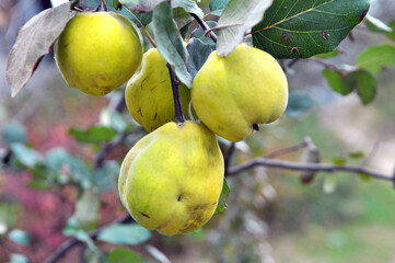 Quince ripens on the branch of the bush