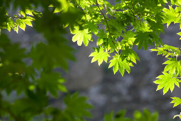 the leaves of the maple tree