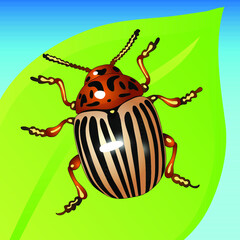 state potato beetle on leaf Colorado beetle sitting on a green leaf