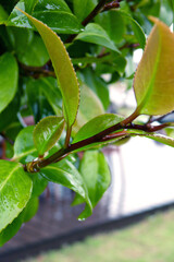 wet camellia leaves