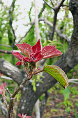 dew drop on the leaf
