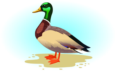 Duck bird on sand and blue background. Drake. Migratory bird. With a green head.