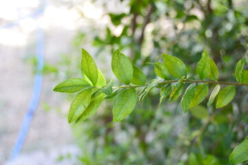 Fototapeta na wymiar green leaves of the sun