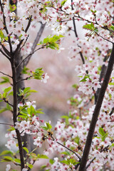 cherry tree in forest