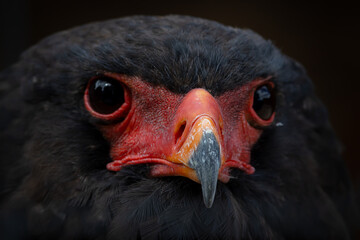 portrait of a vulture