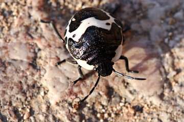 black and white bug