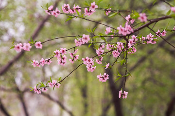 Fototapeta na wymiar cherry tree in forest