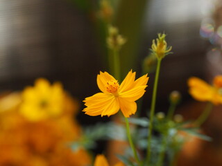 Sulfur Cosmos or Yellow Cosmos, Compositae flower springtime in garden on blurred of nature background