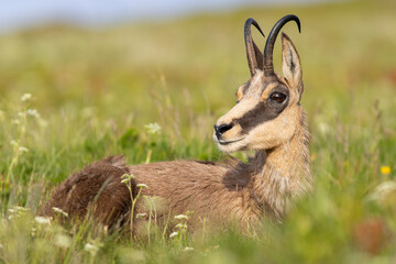 Chamois