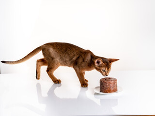 Abyssinian Kitten eating Cat Food from Plate