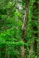 深い森の中の一本の古木