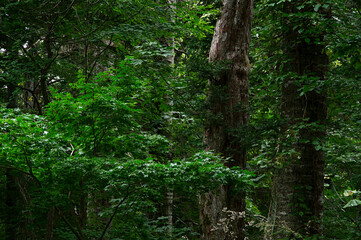 深い森の中の一本の古木
