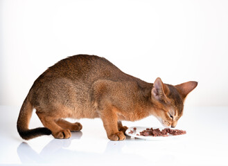 Abyssinian Kitten eating Cat Food from Plate