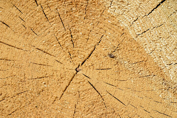 texture of tree trunk