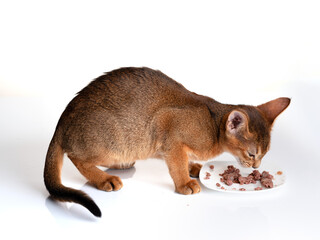 Abyssinian Kitten eating Cat Food from Plate