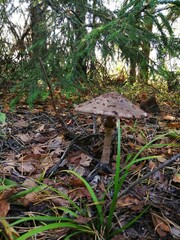 mushrooms in the forest