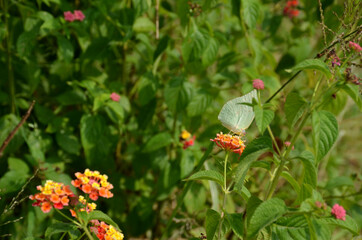 the small beautiful whit color butterfly hold on red flower with plant.