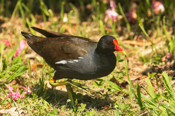 black bird with red beak