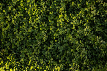 Naklejka premium Clover