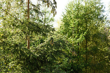 Green forest