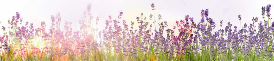 Beautiful sunlit lavender flowers outdoors. Banner design - obrazy, fototapety, plakaty