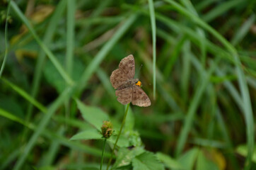 the small beautiful brown butterfly hold on green grass with plant.
