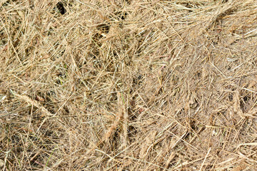 hay in the field