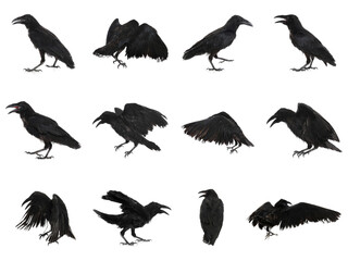 Collage with black ravens on white background