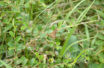 the small beautiful brown butterfly hold on green grass with plant.