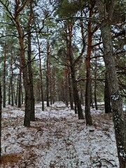 forest in winter