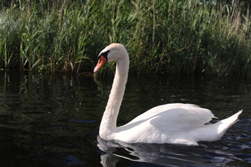 Fototapeta premium Beautiful white swans in an ecological river in north-eastern Poland in their natural habitat