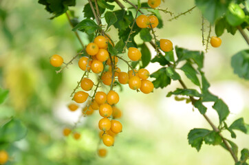 bunch the ripe yellow assist fruit with leaves and branch in the forest.