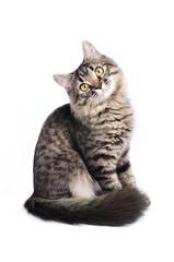 Little tabby grey cat isolated on white