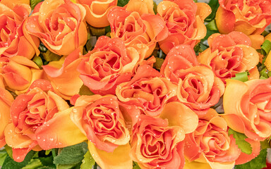 fake orange flowers top view closeup, colorful background